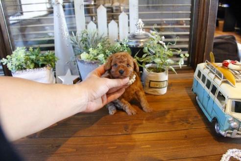 成約済の埼玉県のトイプードル-55996の3枚目