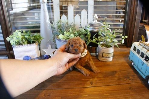 成約済の埼玉県のトイプードル-55996の1枚目