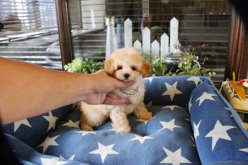 成約済の埼玉県のトイプードル-55999の5枚目