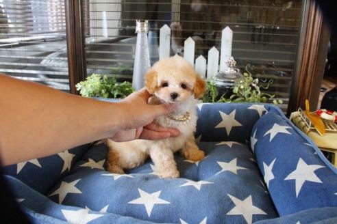 成約済の埼玉県のトイプードル-55999の3枚目