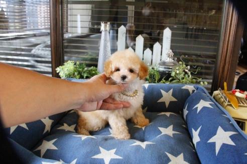 成約済の埼玉県のトイプードル-55999の2枚目