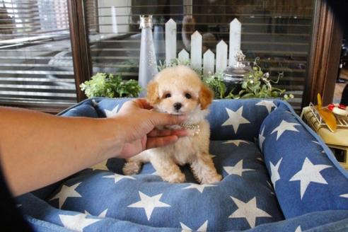 成約済の埼玉県のトイプードル-55999の1枚目