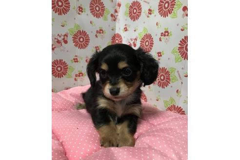 成約済の愛知県のその他の犬種-56003の3枚目