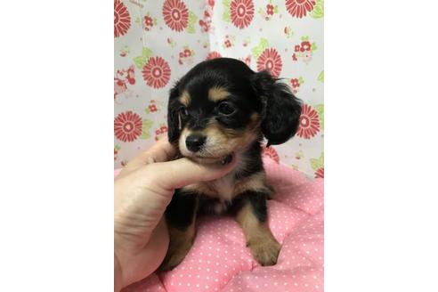 成約済の愛知県のその他の犬種-56003の2枚目