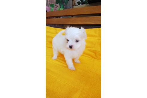 成約済の山梨県のマルチーズ-56010の4枚目