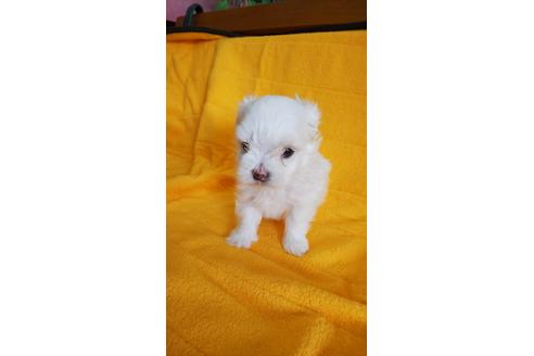 成約済の山梨県のマルチーズ-56010の2枚目