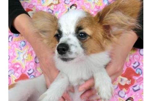 成約済の千葉県のパピヨン-54868の4枚目