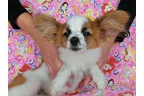 成約済の千葉県のパピヨン-54868の3枚目