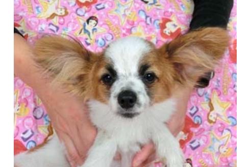 成約済の千葉県のパピヨン-54868の2枚目