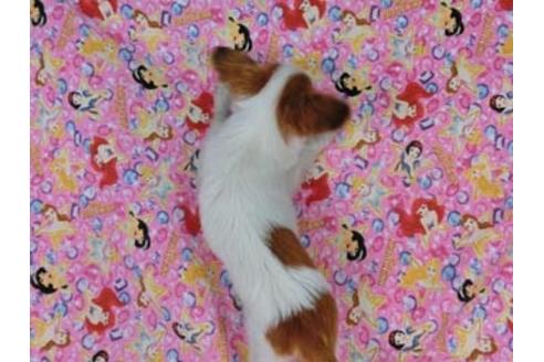 成約済の千葉県のパピヨン-54868の1枚目