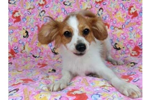 成約済の千葉県のパピヨン-56024の4枚目