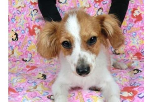 成約済の千葉県のパピヨン-56024の3枚目