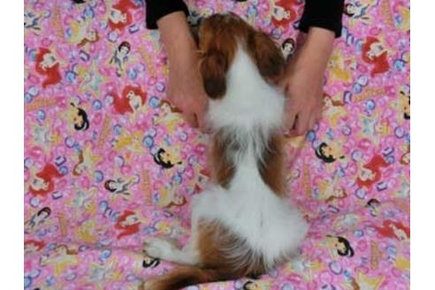 成約済の千葉県のパピヨン-56024の1枚目