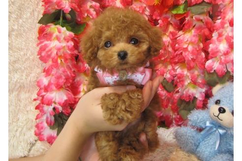 成約済の茨城県のトイプードル-56068の1枚目