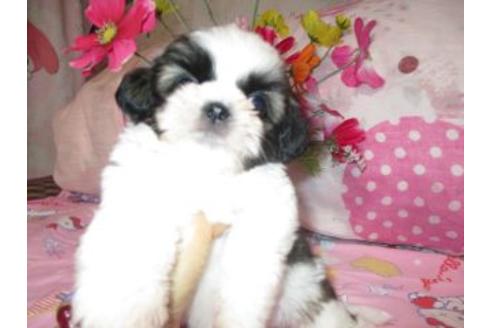 子犬