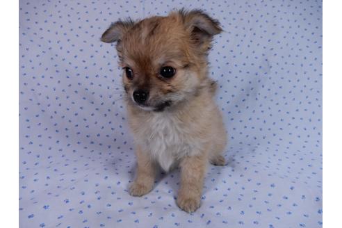 成約済の千葉県のチワワ(ロングコート)-54401の2枚目