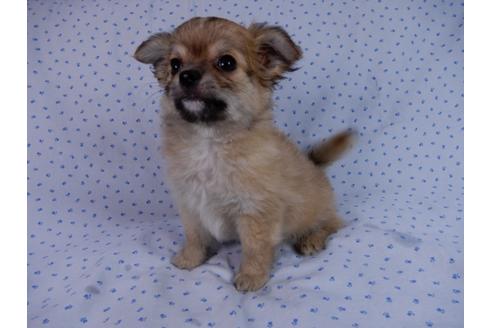 成約済の千葉県のチワワ(ロングコート)-54401の1枚目