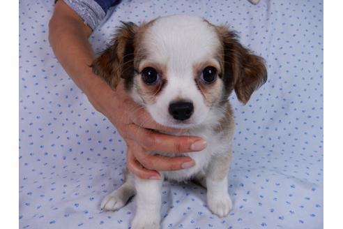 成約済の千葉県のチワワ(ロングコート)-54397の2枚目