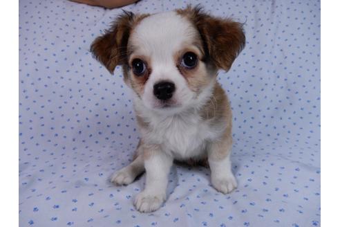 成約済の千葉県のチワワ(ロングコート)-54397の1枚目