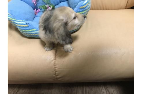 成約済の栃木県のミニチュアダックスフンド(ロングヘアード)-56098の1枚目