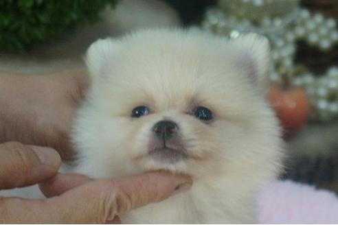 成約済の京都府のポメラニアン-56122の3枚目