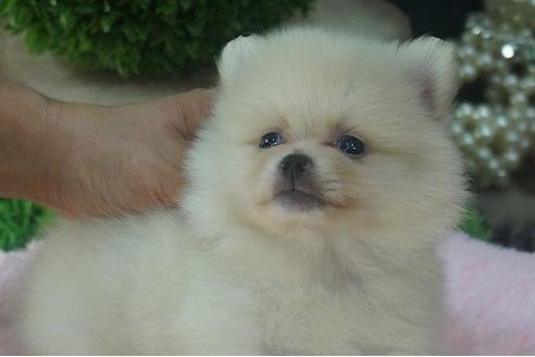 成約済の京都府のポメラニアン-56122の2枚目