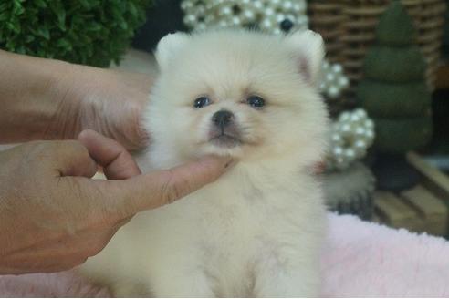 成約済の京都府のポメラニアン-56122の1枚目