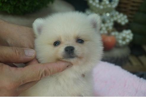 成約済の京都府のポメラニアン-56126の3枚目