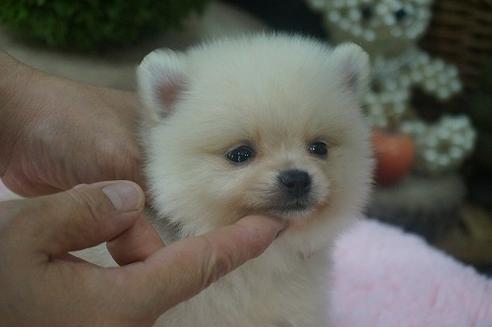 成約済の京都府のポメラニアン-56126の2枚目