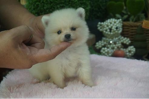 成約済の京都府のポメラニアン-56126の1枚目