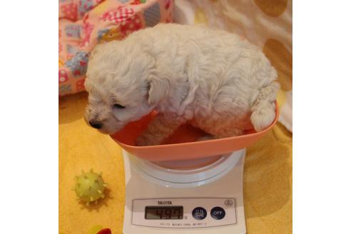 成約済の愛知県のトイプードル-55450の24枚目