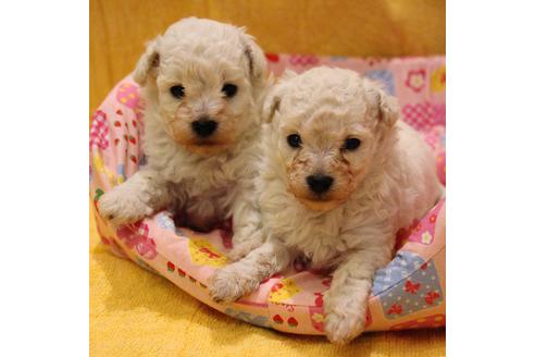 成約済の愛知県のトイプードル-55450の23枚目