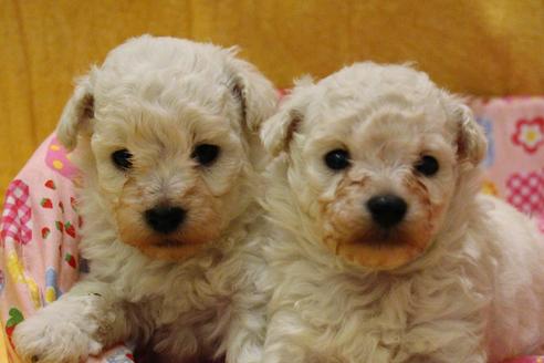 成約済の愛知県のトイプードル-55450の22枚目