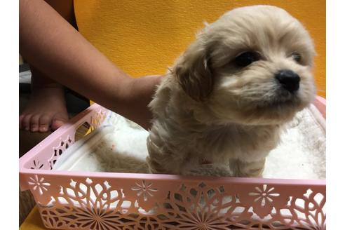 成約済の静岡県のミックス犬-55510の2枚目