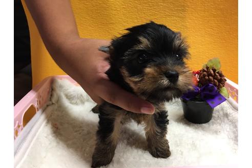 成約済の静岡県のヨークシャーテリア-55518の1枚目
