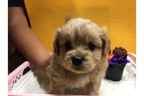 成約済の静岡県のミックス犬-55323の2枚目