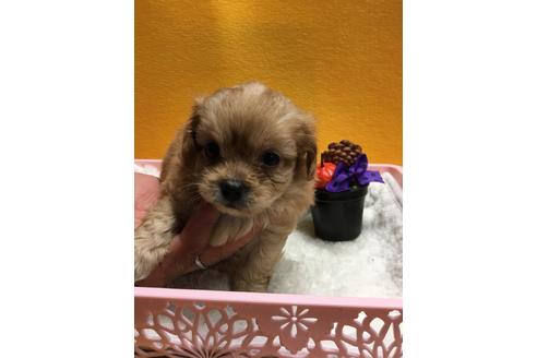 成約済の静岡県のミックス犬-55323の1枚目