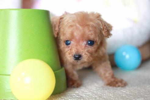 成約済の滋賀県のトイプードル-55795の1枚目