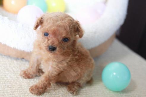 成約済の滋賀県のトイプードル-55795の3枚目