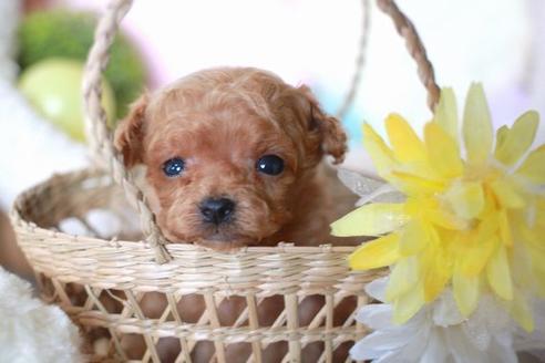 成約済の滋賀県のトイプードル-55795の2枚目