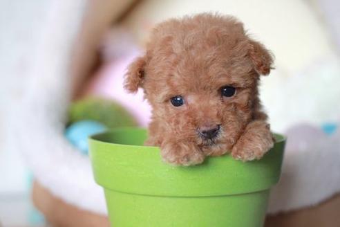 成約済の滋賀県のトイプードル-55805の4枚目