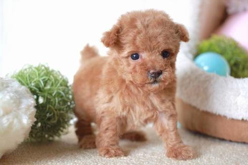 成約済の滋賀県のトイプードル-55805の3枚目