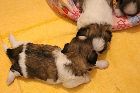 成約済の愛知県のシーズー-55525の23枚目