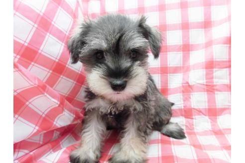 成約済の福岡県のミニチュアシュナウザー-56162の1枚目