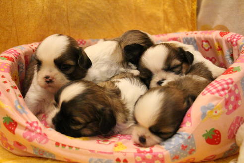 成約済の愛知県のシーズー-55525の22枚目