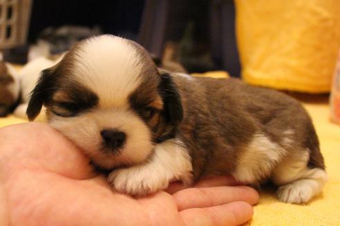 成約済の愛知県のシーズー-55523の17枚目