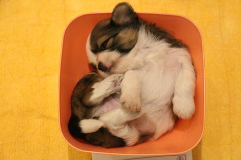 成約済の愛知県のシーズー-55523の16枚目