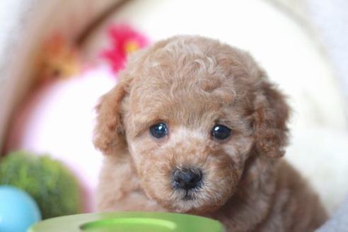 成約済の滋賀県のトイプードル-54731の5枚目