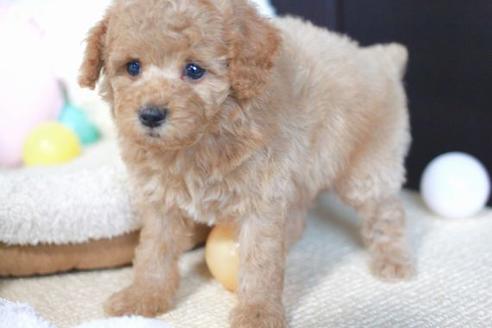 成約済の滋賀県のトイプードル-54731の4枚目