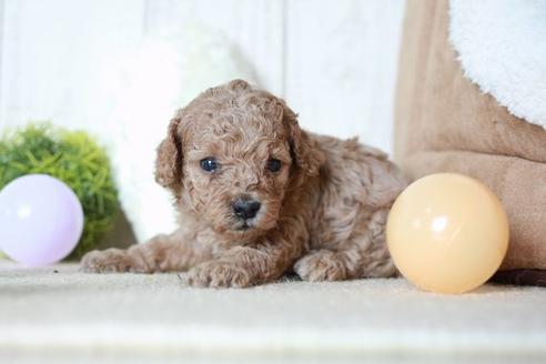 成約済の滋賀県のトイプードル-54731の2枚目